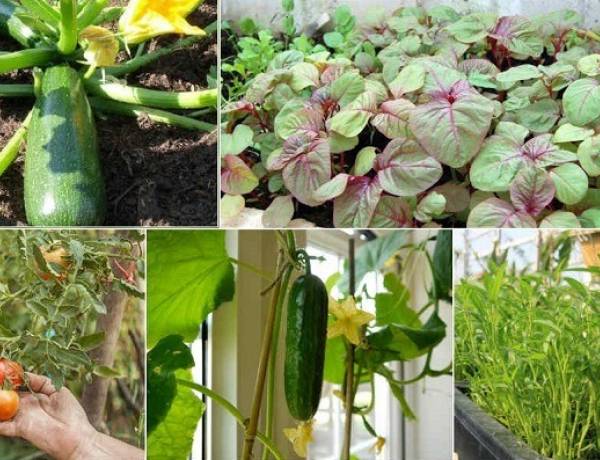Top 8 loại rau dễ trồng nhất vào hè 