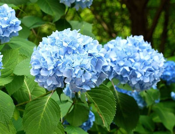 8 loại hoa dễ trồng và đẹp