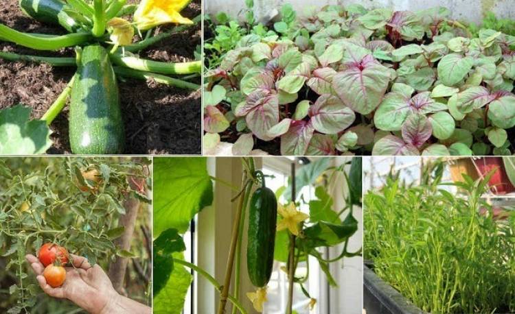 Top 8 loại rau dễ trồng nhất vào hè 